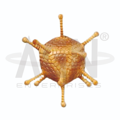 Adenovirus