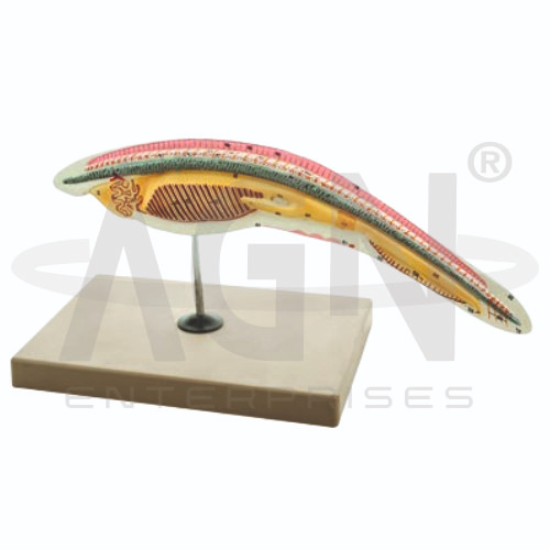 Amphioxus