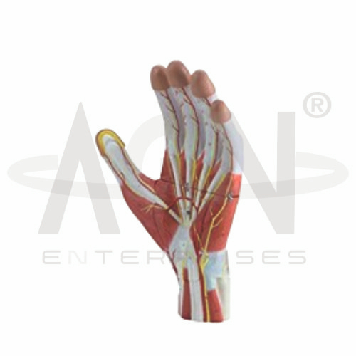 Anatomy Of The Hand, 3 Parts