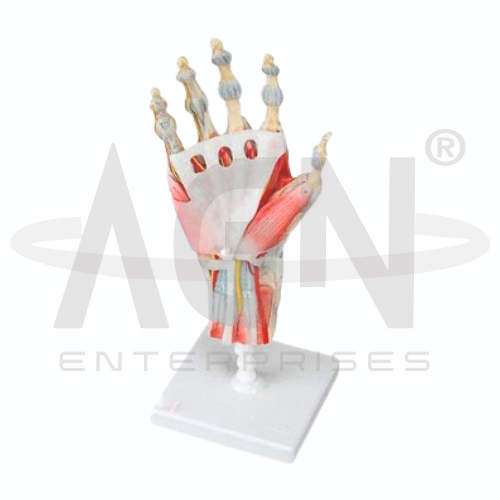 Anatomy Of The Hand, 3 Parts