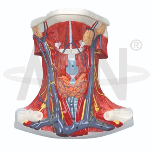 Anatomy Of The Neck