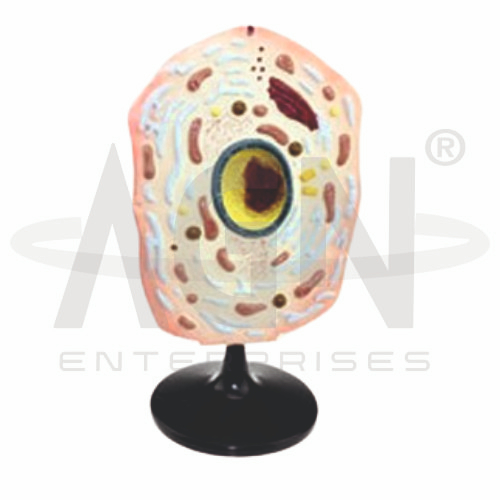 Animal Cell