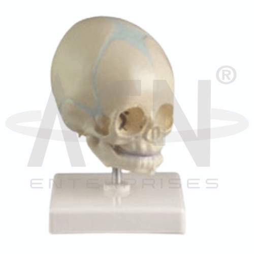 Baby Skull