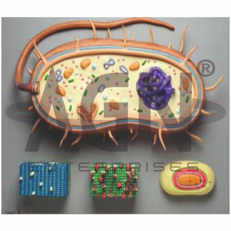 Bacterium
