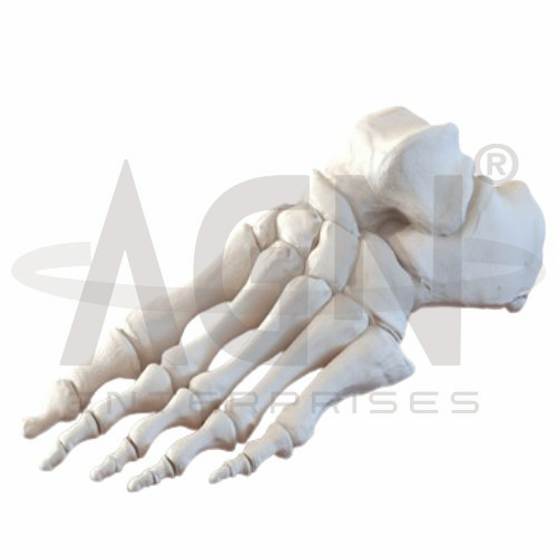 Bones Of The Foot