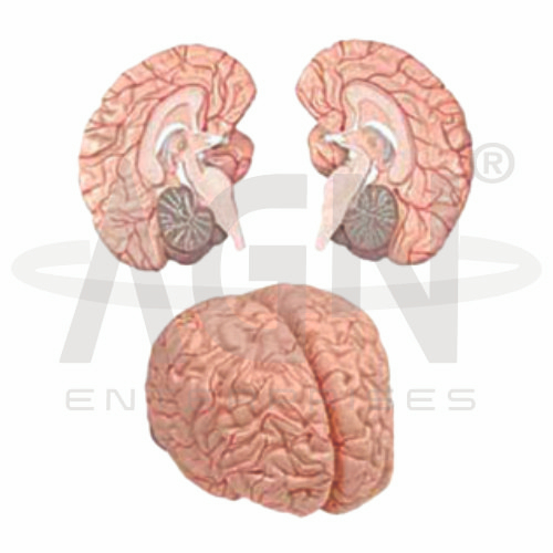 Brain With Arteries 2 Parts