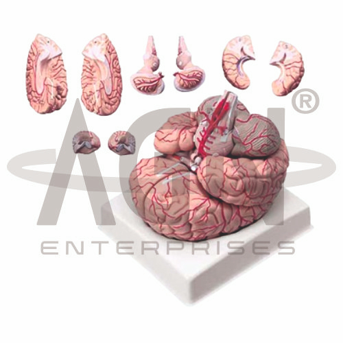 Brain With Arteries 9 Parts