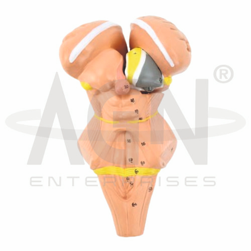 Brainstem And Nuclei Of The Hypothalamus