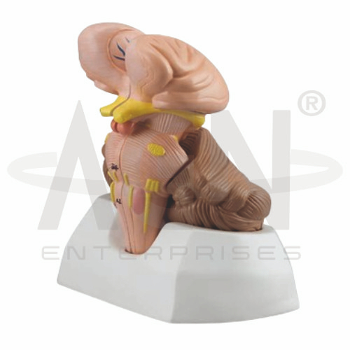 Cerebellum And Fourth Ventricle (Brainstem)