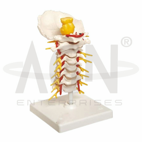 Cervical Spinal Column