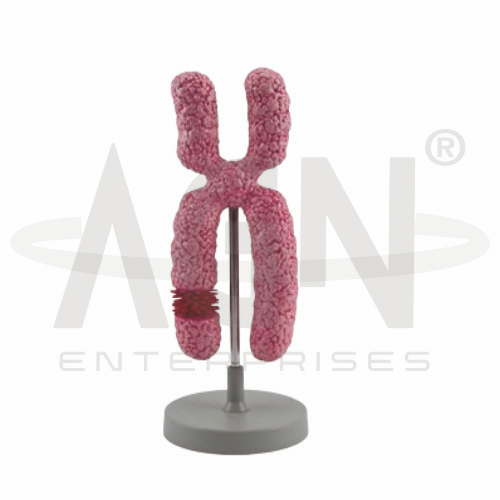 Chromosome Model