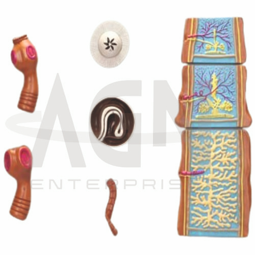Comparative Tapeworm Model