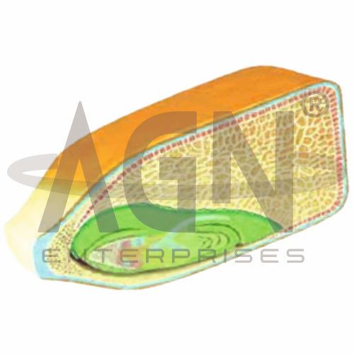 Corn Seed Model, 2 Parts