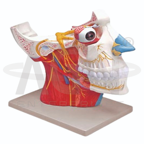 Cranial And Autonomic Nerves