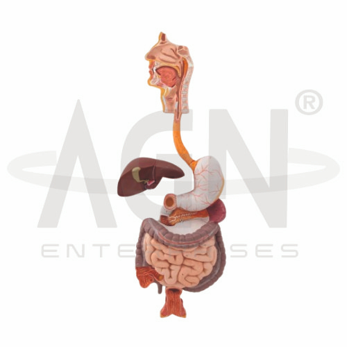 DIGESTIVE SYSTEM
