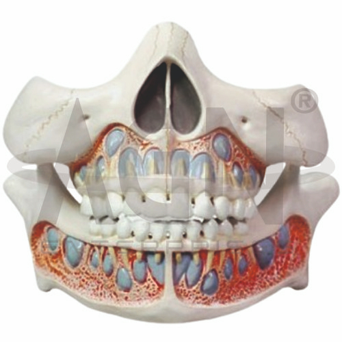 Deciduous Teeth Model Life Size