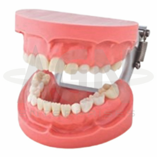 Deciduous Teeth