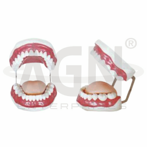 Dental Hygiene Model