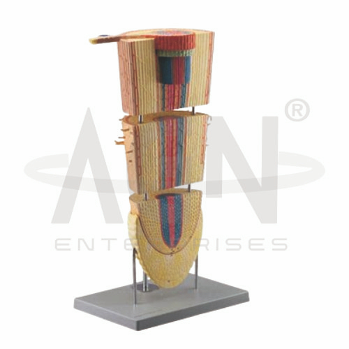 Dicot Root Section (leguminoseae)