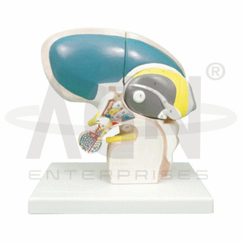 Diencephalon