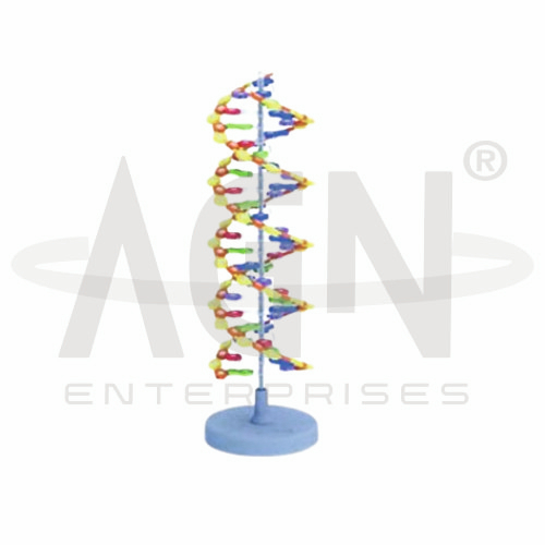 Double Helix Dna 12 Bp Model