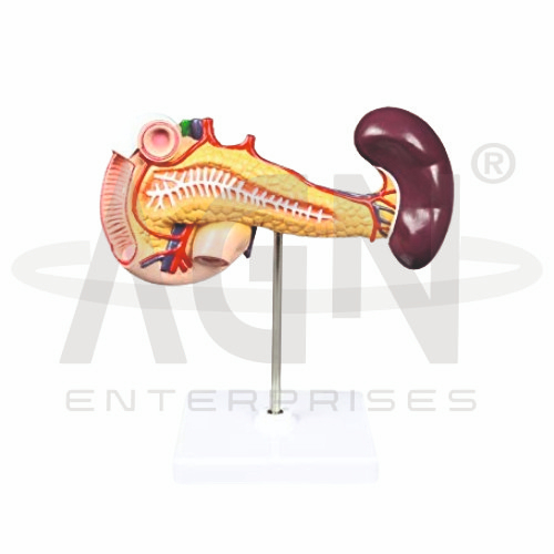 Duodenum And Spleen (Pancreas)