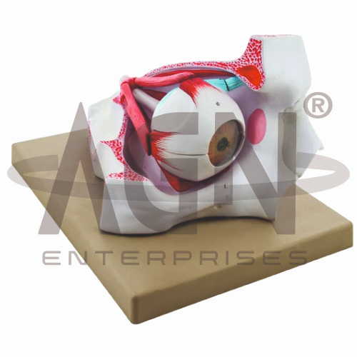 EYE WITH ORBIT