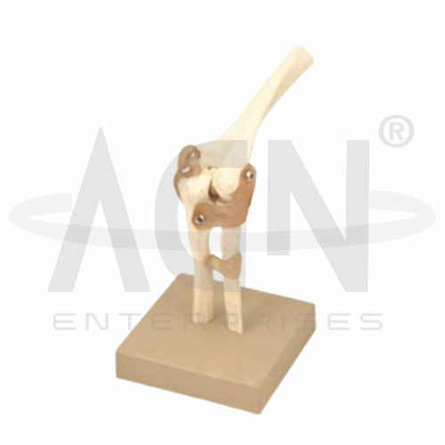 Elbow Joint
