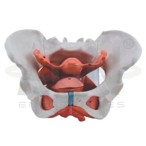 Female Pelvic Cavity