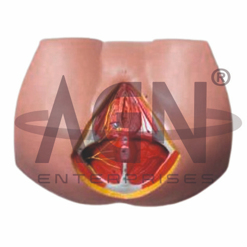 Female Perineum
