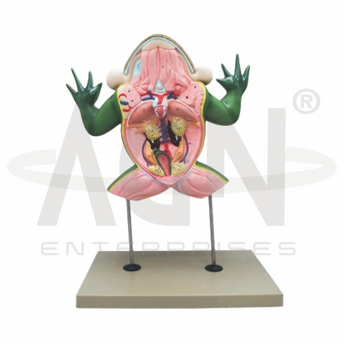 Frog Dissection Model
