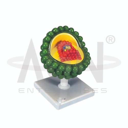 HIV Virus