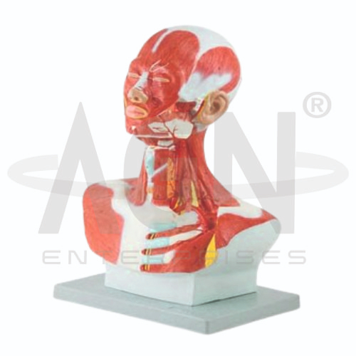 Head And Neck Musculature