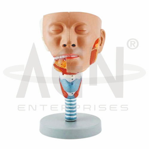 Head With Pharynx Muscles