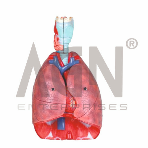 Larynx, Heart And Lung Model
