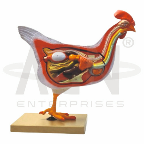 Hen Dissection Model