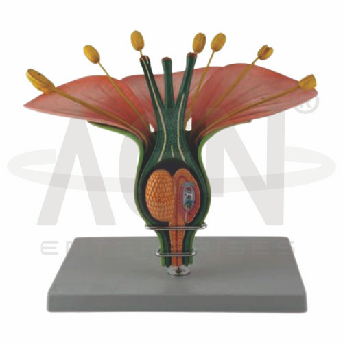 Hermaphrodite Dicot Flower