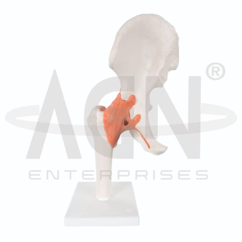 Hip Joint
