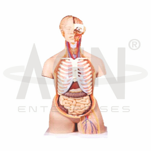 Human Anatomy Torso 12 Parts