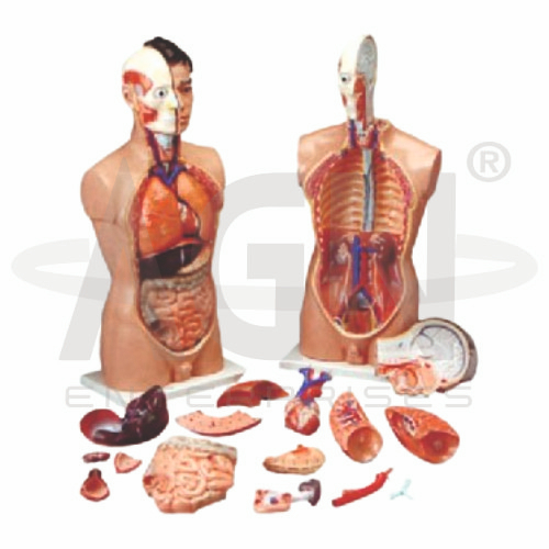 Human Anatomy Torso 18 parts