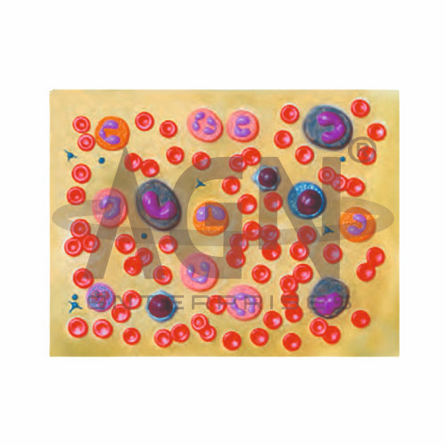Human Blood Cell