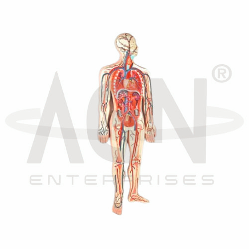 Human Circulatory System