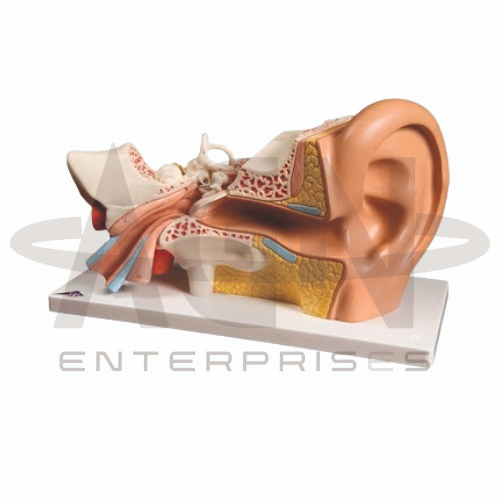 Human Ear Model