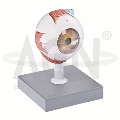 Human Eye