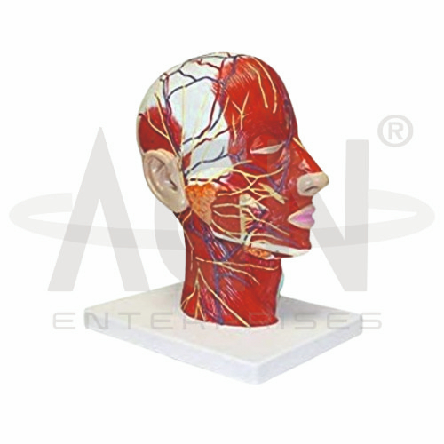 Human Head Model