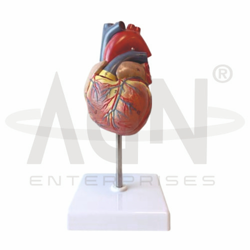 Human Heart