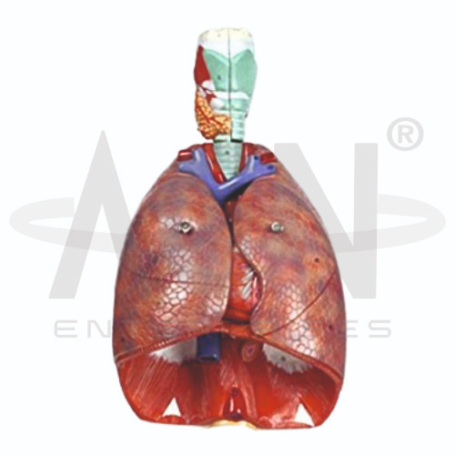 Human Respiratory System