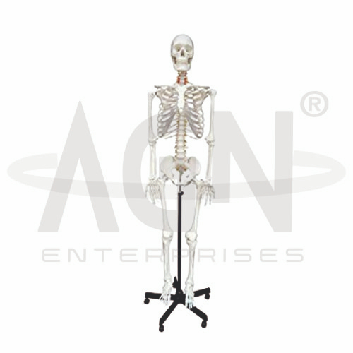 Human Skeleton