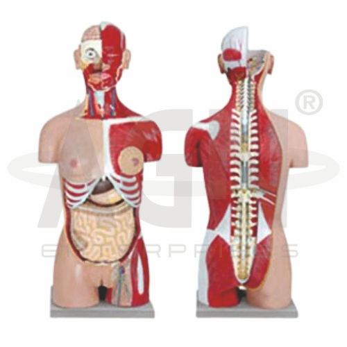 Human Torso Dual Sex 12 Parts