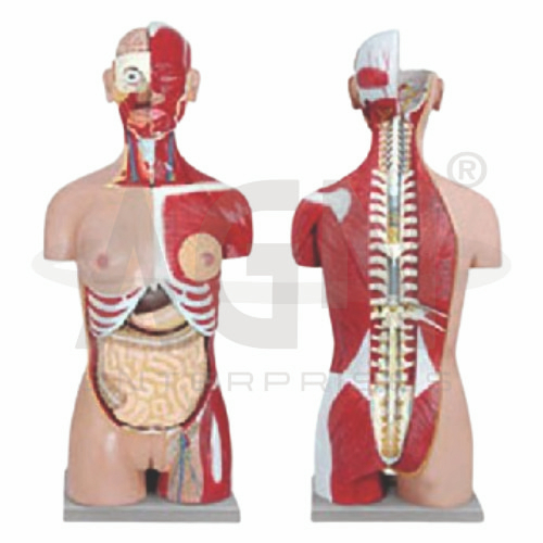 Human Torso With Interchangeable Sex Organs and open back